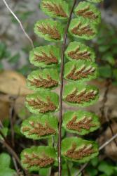 Asplenium trichomanes. Abaxial surface of lamina showing sori and indusia elongated along the veins away from the margins.
 Image: L.R. Perrie © Te Papa CC BY-NC 3.0 NZ